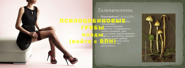индика Новодвинск