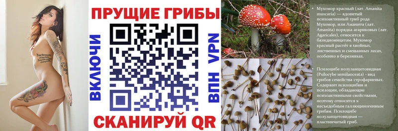 где можно купить   площадка телеграм  Галлюциногенные грибы прущие грибы  Можайск 